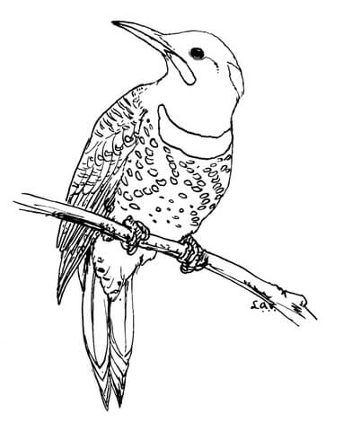 Northern Flicker Coloring Page